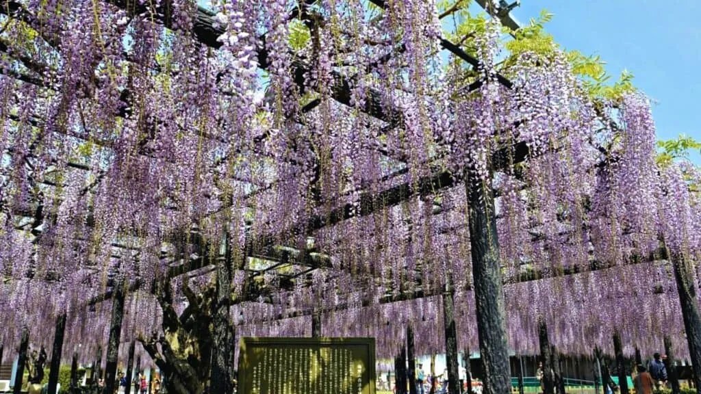 ⛩️ 카라쿠니 신사 이미지 6